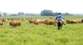 A herd of cattle are grazing